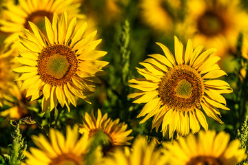 Champ de tournesols près de Saint-Valery-sur-Somme en baie de Somme
