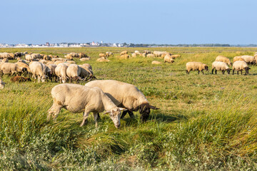 Naklejka na ściany i meble Moutons de prés salés en baie de Somme