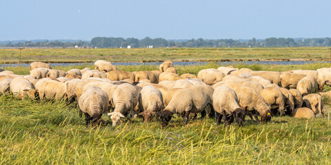 Obraz premium Moutons de prés salés en baie de Somme