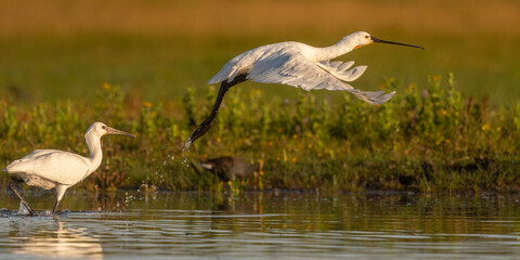 Spatule blanche (Platalea leucorodia - Eurasian Spoonbill)