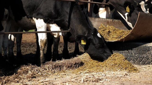 Close-up of cows eating hay in a stall on a cow farm, cows have yellow tags with numbers on their ears.