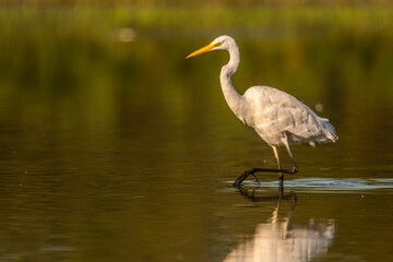 Obraz premium Grande Aigrette (Ardea alba - Great Egret)
