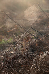 Stunning close up of dew covered spider's cobweb in misty morning Autumn Fall woodland landscape