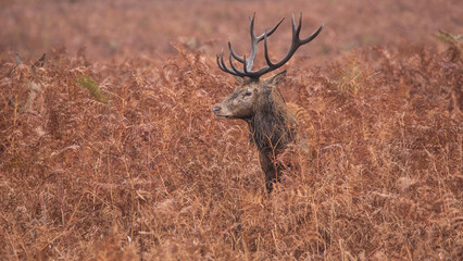 Lovely image of red deer Stag Cervus Elaphus in Autumn Fall landscape scene with vibrant colors