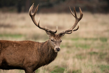Lovely image of red deer Stag Cervus Elaphus in Autumn Fall landscape scene with vibrant colors