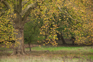 Lovely complimentary portrait of London Plane tree Planatus Acerifolia in Autumn with vibrant colors in soft morning diffused light
