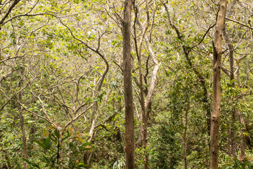 Preservation forest of towering trees