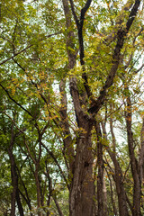 Preservation forest of towering trees