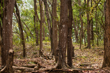 Preservation forest of towering trees