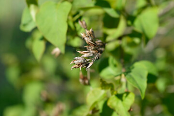 Lilac seed pods