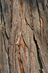 Black locust bark detail