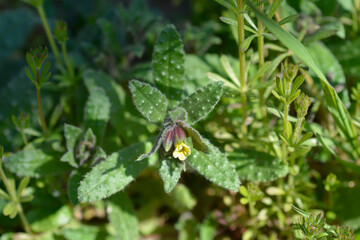 Yellow nonea flower