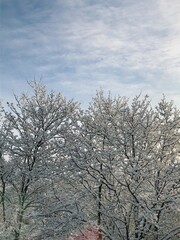 Obraz na płótnie Canvas snow covered trees