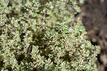 Silver Queen Lemon Thyme leaves