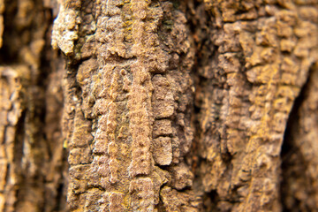 A bark of the tree