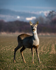 deer in the wild