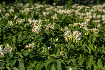 Obraz na płótnie Canvas Closeup of a white and yellow blossoming potato plant in the foreground of large field in the Netherlands. It is early in the morning of a sunny day in the beginning of the summer season