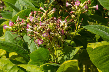 Tobacco Flowers. Tobacco big leaf crops growing in tobacco plantation field