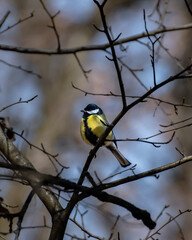 bird on a branch