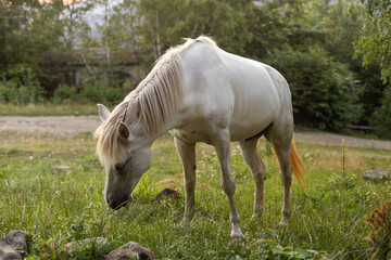 Domestic Horse Grazing in the Meadow