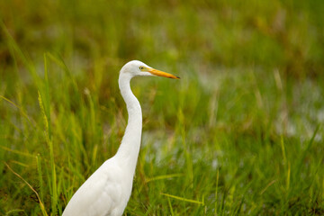 An egret walking on the ground