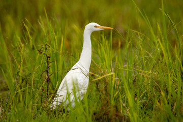 An egret walking on the ground