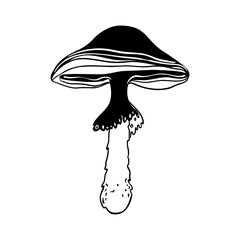 Magic mushrooms. Psychedelic hallucination. Outline vector illustration isolated on white. 60s hippie art. Coloring book for kids and adults.