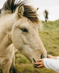 Obraz premium Caballo Islandés pastando en la pradera