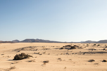 Fototapeta na wymiar beautiful desert landscape, near the sea, with white sand, rocks and desert plants. Fuerteventura, Canary Islands, Spain