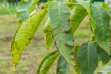 Walnut anthracnose or walnut black spot - Gnomonia, Ophiognomonia leptostyla, fungal plant pathogen