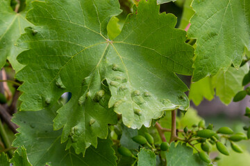 Grapevine leaves with Erinosis, a disease of the mite Colomerus vitis.