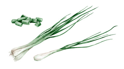 Obraz na płótnie Canvas Green onion bunch and chopped. Watercolor hand drawn illustration isolated on white background. Spices and herbs
