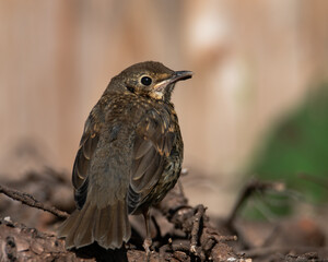 blackbird on a branch
