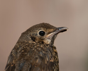 bird on a branch