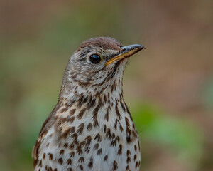 Mistle Thrush