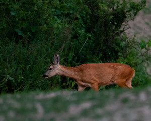 roe deer in the woods