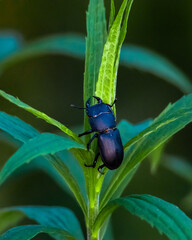beetle on a leaf