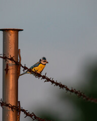 blue titmouse