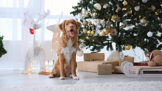 Toller retriever dog breathing with tonque out in Christmas time at decorated festive home with Xmas tree and lights on background. Purebred doggy pet on New Year holidays