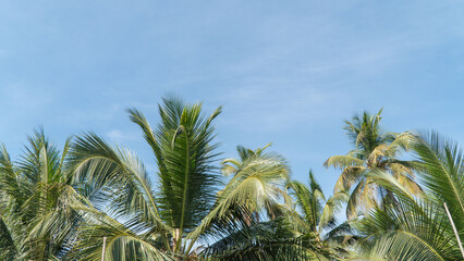 Fototapeta na wymiar Palm trees against the sky space for text