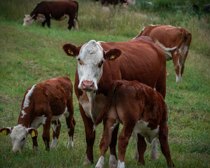 cows in a field