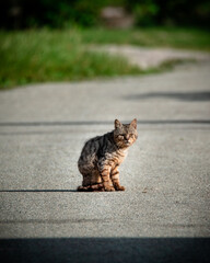 cat on the street