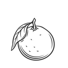 Obraz premium Mandarin line icon vector illustration. Hand drawn outline whole tropical citrus fruit with skin and leaf on twig, single organic mandarin or tangerine, round fresh natural orange or clementine