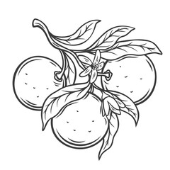Mandarin tree branch line icon vector illustration. Hand drawn outline leaf, sweet ripe tangerine fruit and flowers of tropical garden or mandarin plantation, farm plant with foliage and blossom