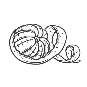 recommend clip art: Mandarin in spiral peel line icon vector illustration. Hand drawn outline zest twist and orange, tangerine or clementine whole peeled fruit, skin of sweet mandarin cut into swirl and rind curl