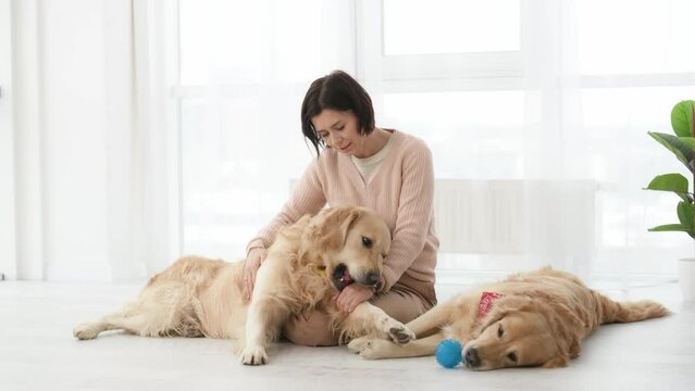 Girl petting golden retriever dogs on floor at home. Young woman with purebred pet doggies labradors in light room