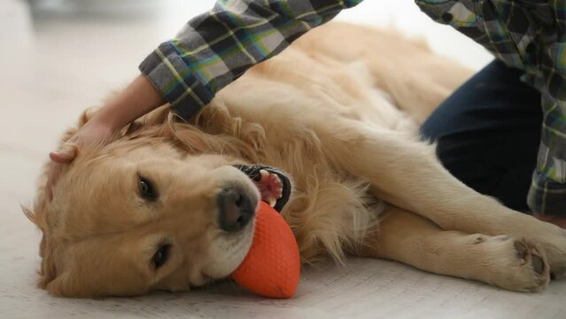 Child boy petting golden retriever dog and pet lying on floor with toy. Kid and purebred labrador doggy at home