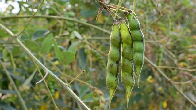 Dried Pigeon pea crop field, pigeon pea or tuvar beans vegetable on plant