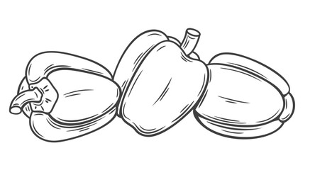 Whole bell peppers line icon vector illustration. Hand drawn outline fresh juicy paprika, three organic vegetables with stems from garden and grocery market, capsicum pepper for eating and cooking