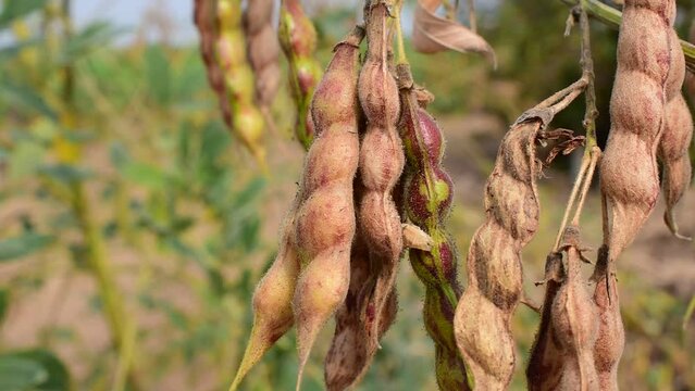Dried Pigeon pea crop field, pigeon pea or tuvar beans vegetable on plant